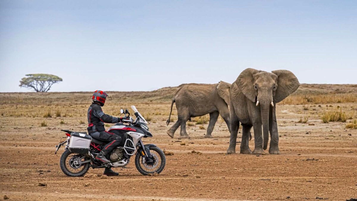 2023 ducati multistrada v4 rally elephants